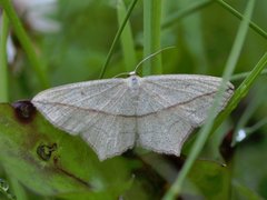 Grå syremåler (Timandra griseata)