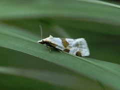 Tistelpraktvikler (Aethes cnicana)