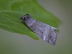 Punkthalvspinner (Ochropacha duplaris)