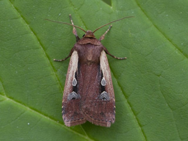 Hvitkantfly (Ochropleura plecta)