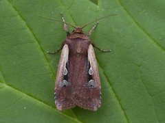 Hvitkantfly (Ochropleura plecta)