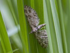 Strekdvergmåler (Eupithecia exiguata)