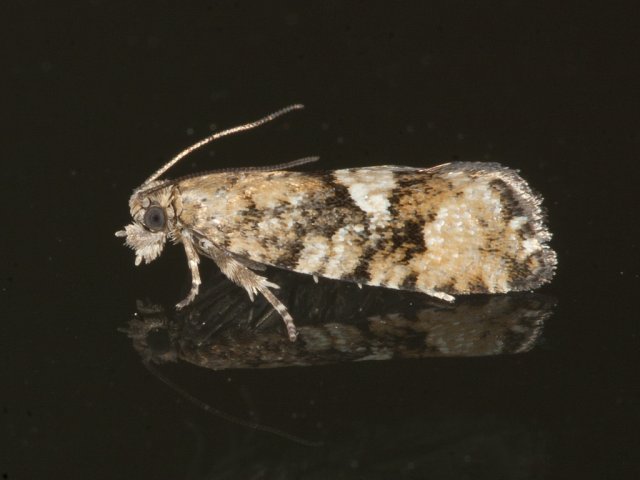 Rustkveldvikler (Zeiraphera ratzeburgiana)