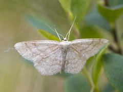 Blåbærurtemåler (Scopula ternata)