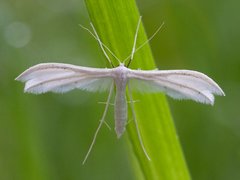 Sølvfjærmøll (Pterophorus pentadactyla)