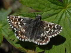 Bakkesmyger (Pyrgus malvae)