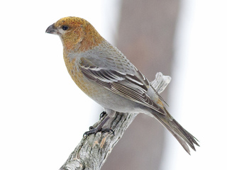 Konglebit (Pinicola enucleator) Konglebit (Pinicola enucleator)