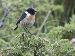 Svartstrupe (Saxicola torquatus)