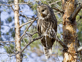 Slagugle (Strix uralensis) Slagugle (Strix uralensis)