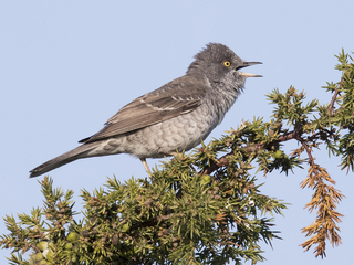 Hauksanger (Sylvia nisoria) Hauksanger (Sylvia nisoria)
