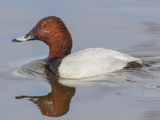 Taffeland (Aythya ferina)