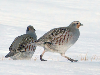 Rapphøne (Perdix perdix) Rapphøne (Perdix perdix)