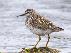 Grønnstilk (Tringa glareola)