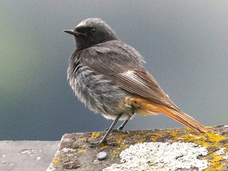 Svartrødstjert (Phoenicurus ochruros) Svartrødstjert (Phoenicurus ochruros)