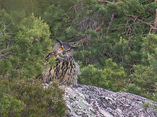 Hubro (Bubo bubo) Hubro (Bubo bubo)