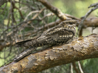 Nattravn (Caprimulgus europaeus) Nattravn (Caprimulgus europaeus)