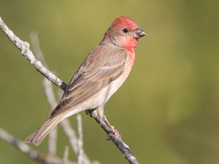 Rosenfink (Carpodacus erythrinus) Rosenfink (Carpodacus erythrinus)