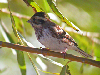 Vierspurv (Emberiza rustica) Vierspurv (Emberiza rustica)