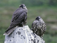 Jaktfalk (Falco rusticolus)