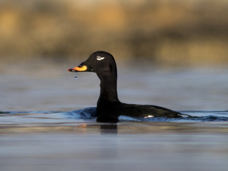 Sjøorre (Melanitta fusca) Sjøorre (Melanitta fusca)