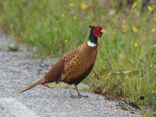 Fasan (Phasianus colchicus) Fasan (Phasianus colchicus)