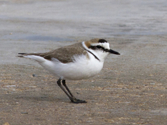 Hvitbrystlo (Charadrius alexandrinus)