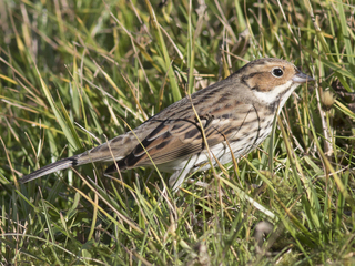 Dvergspurv (Emberiza pusilla) Dvergspurv (Emberiza pusilla)