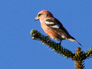 Båndkorsnebb (Loxia leucoptera)