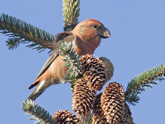 Furukorsnebb (Loxia pytyopsittacus)