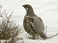 Jerpe (Bonasa bonasia)