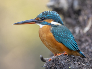 Isfugl (Alcedo atthis) Isfugl (Alcedo atthis)