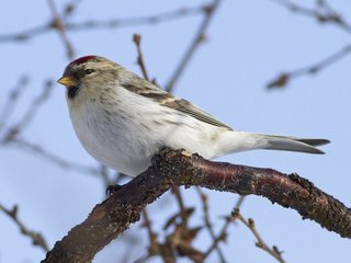 Polarsisik (Carduelis hornemanni) Polarsisik (Carduelis hornemanni)