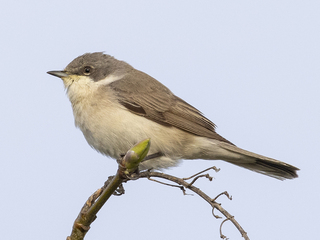 Møller (Sylvia curruca) Møller (Sylvia curruca)