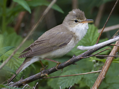 Myrsanger (Acrocephalus palustris)