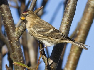 Brunsisik (Carduelis cabaret) Brunsisik (Carduelis cabaret)