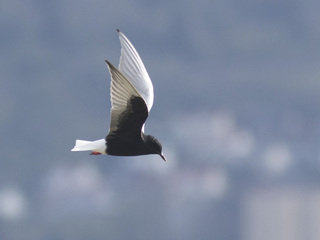 Hvitvingesvartterne (Chlidonias leucopterus)