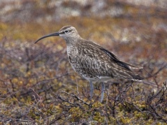 Småspove (Numenius phaeopus)