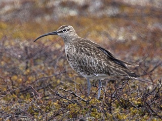 Småspove (Numenius phaeopus)