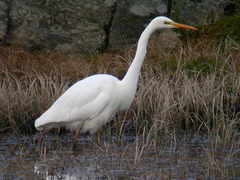 Egretthegre (Ardea alba)