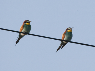 Bieter (Merops apiaster) Bieter (Merops apiaster)