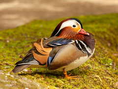 Mandarinand (Aix galericulata)