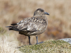 Storjo (Stercorarius skua)