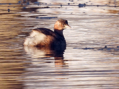 Dvergdykker (Tachybaptus ruficollis)