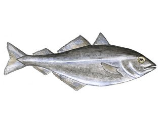 Beinfisk (Actinopterygii)