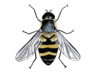 Insekter (Insecta)