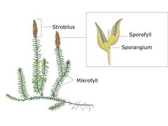 Kråkefotplanter (Lycopsida)