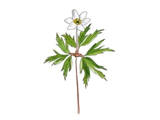 Planteriket (Plantae) Planteriket (Plantae)