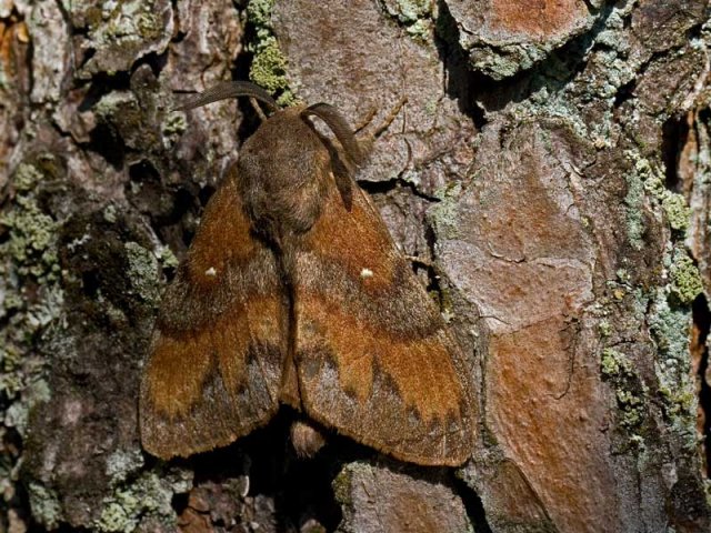 Furuspinner (Dendrolimus pini)