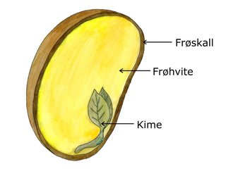 Frøplanter (Spermatophyte)