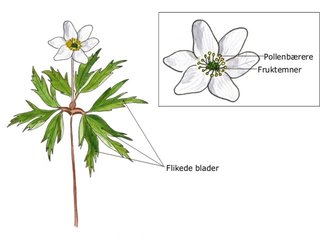 Soleiefamilien (Ranunculaceae)